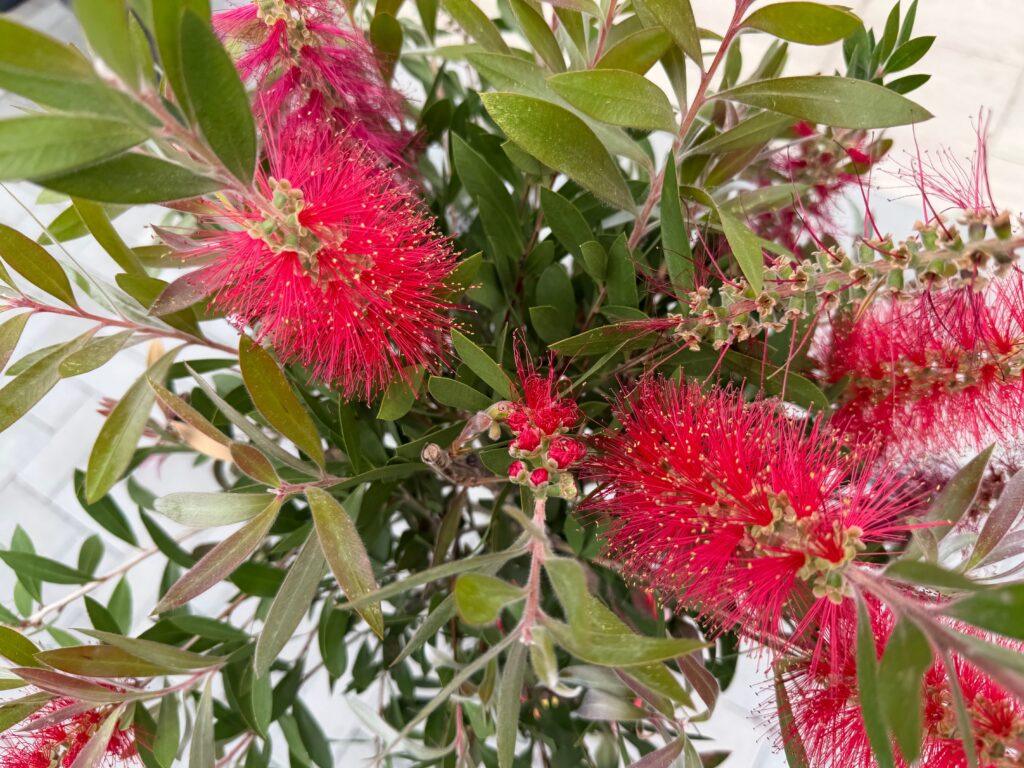 Callistemon-kalistemon
