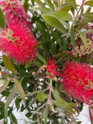 Callistemon-kalistemon