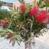 Callistemon-kalistemon
