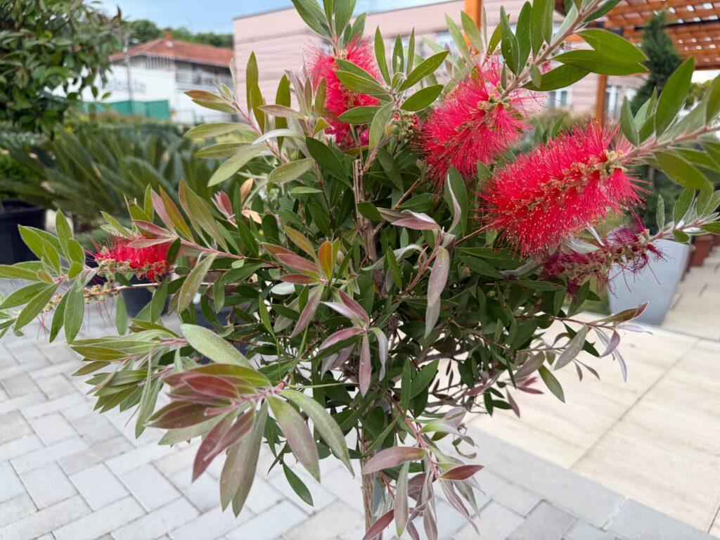 Callistemon-kalistemon