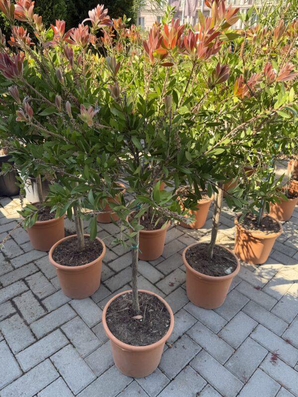 Callistemon-kalistemon