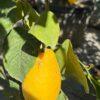 Citrus limun Meyer