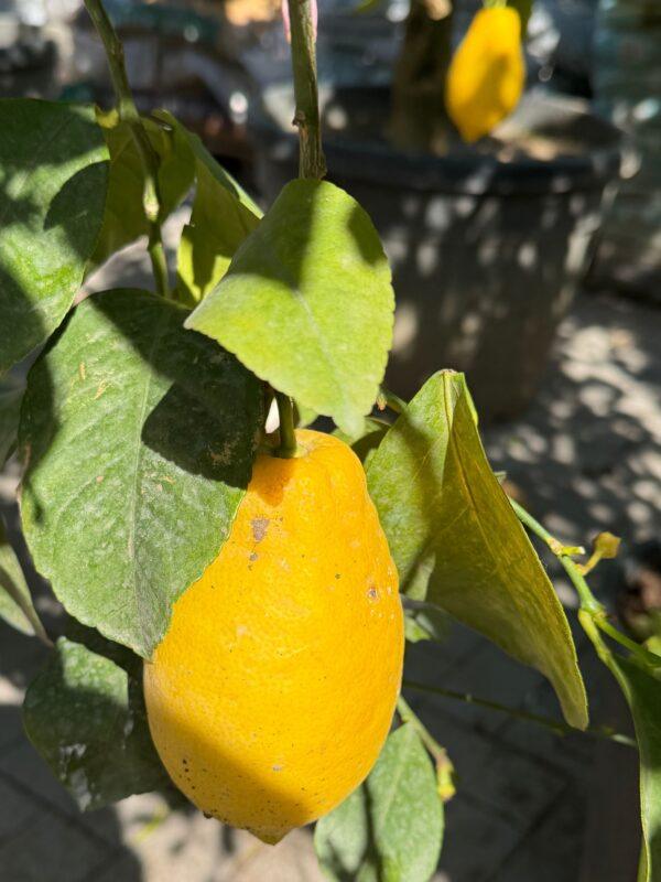 Citrus limun Meyer
