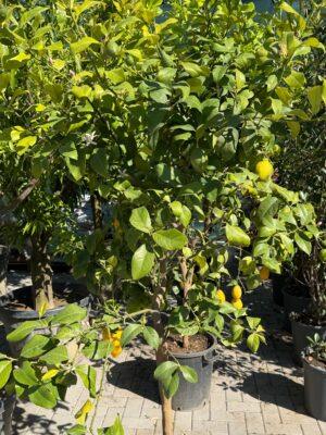 Citrus limun Meyer