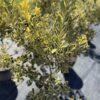 Euonymus h=100 - 150 cm