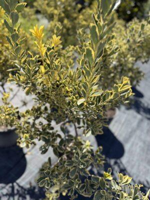 Euonymus h=100 - 150 cm