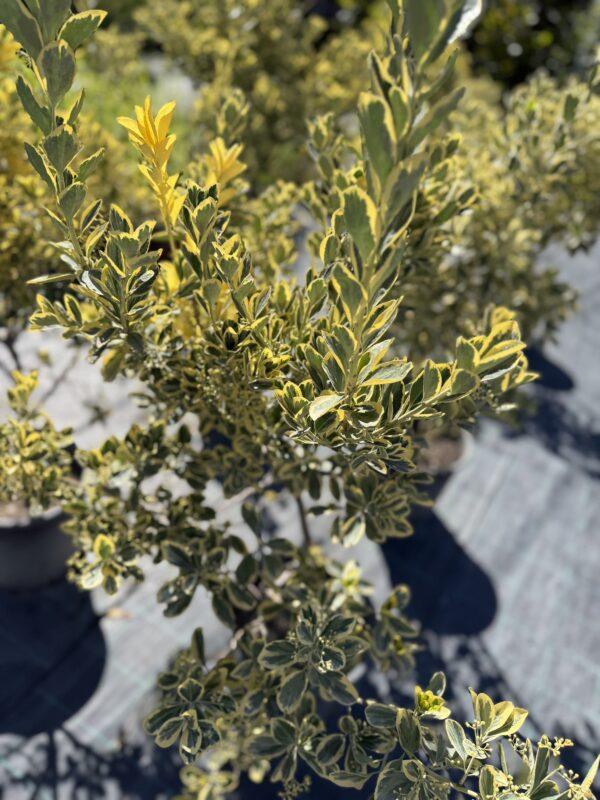 Euonymus h=100 - 150 cm