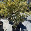 Euonymus h=100 - 150 cm