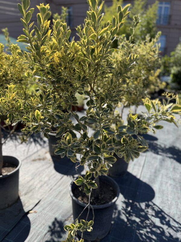 Euonymus h=100 - 150 cm