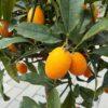 Kumquat (Citrus japonica) - kumkvat