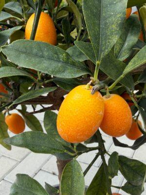 Kumquat (Citrus japonica) - kumkvat