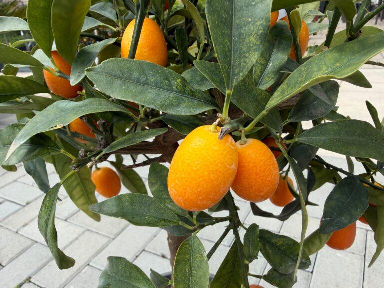 Kumquat (Citrus japonica) - kumkvat
