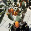 Kumquat (Citrus japonica) - kumkvat