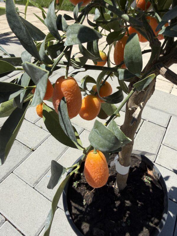 Kumquat (Citrus japonica) - kumkvat