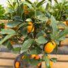 Kumquat (Citrus japonica) - kumkvat