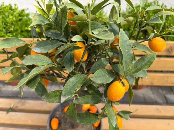 Kumquat (Citrus japonica) - kumkvat