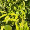 Citrus Mandarine-Clementina
