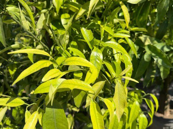 Citrus Mandarine-Clementina