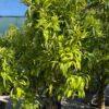 Citrus Mandarine-Clementina