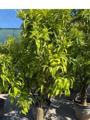Citrus Mandarine-Clementina