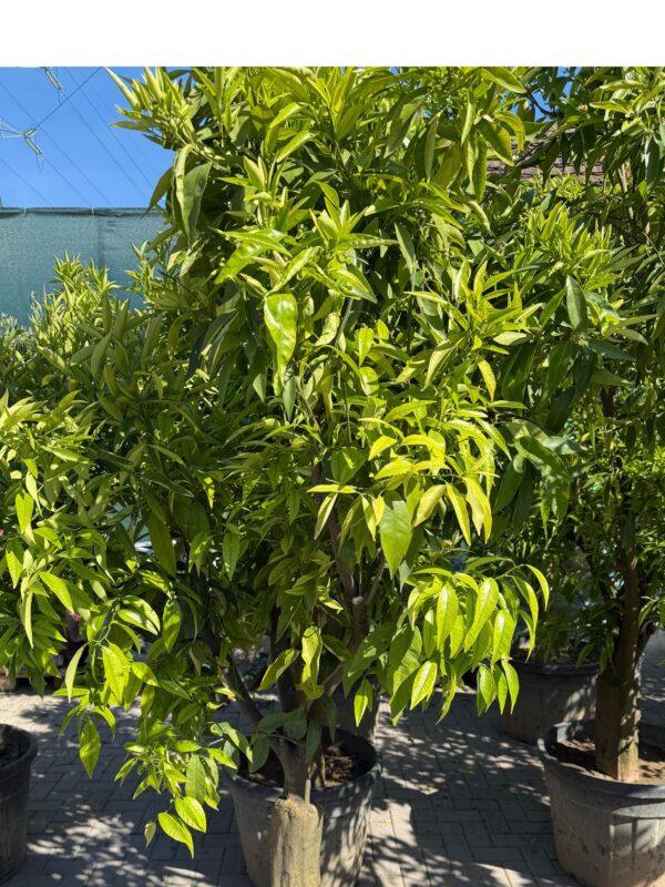 Citrus Mandarine-Clementina