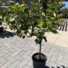 Citrus lemon meyer h=80 - 90 cm
