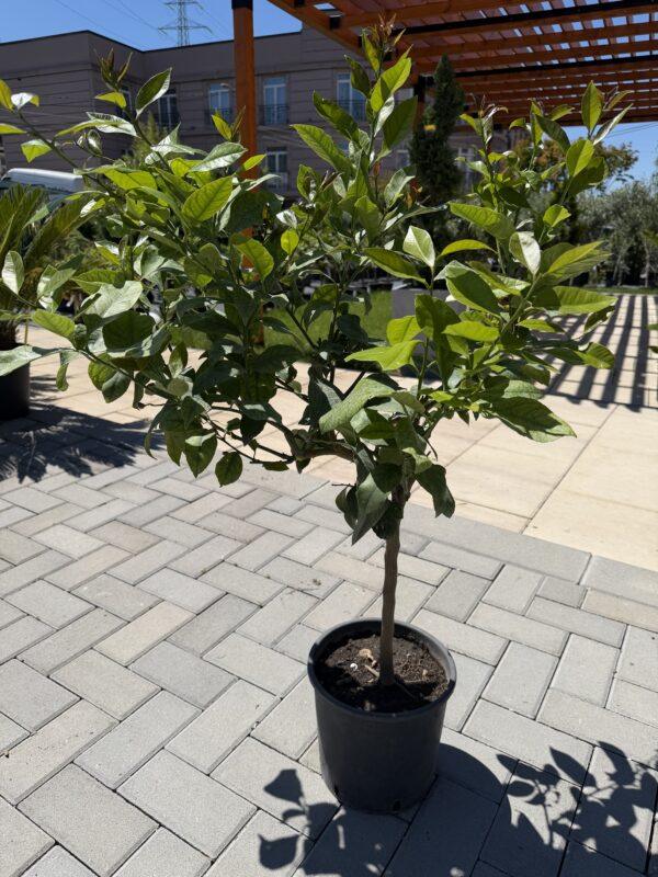Citrus lemon meyer h=80 - 90 cm