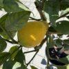 Citrus lemon meyer h=80 - 90 cm