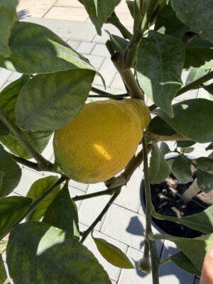 Citrus lemon meyer h=80 - 90 cm