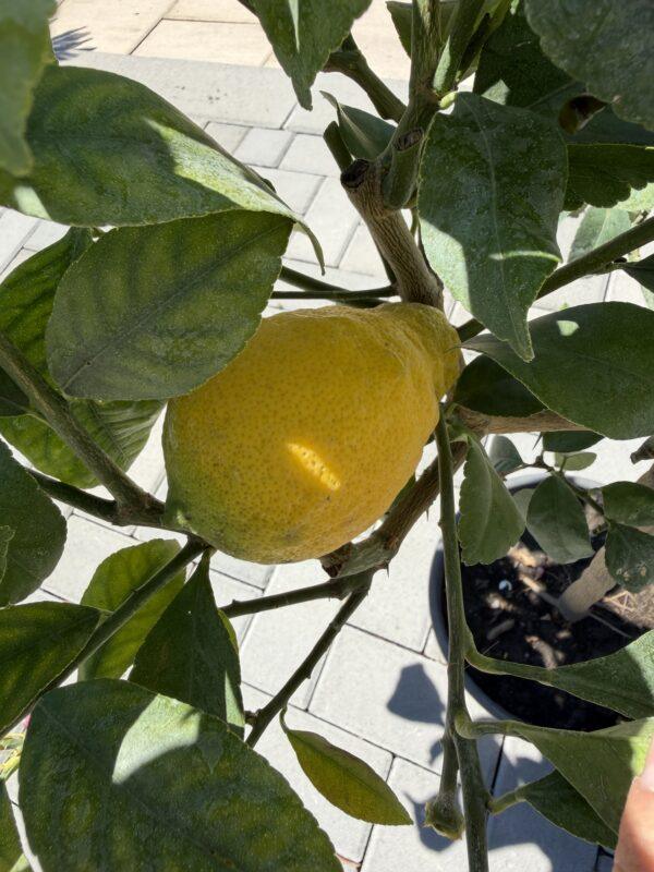 Citrus lemon meyer h=80 - 90 cm