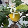 Citrus lemon meyer h=80 - 90 cm