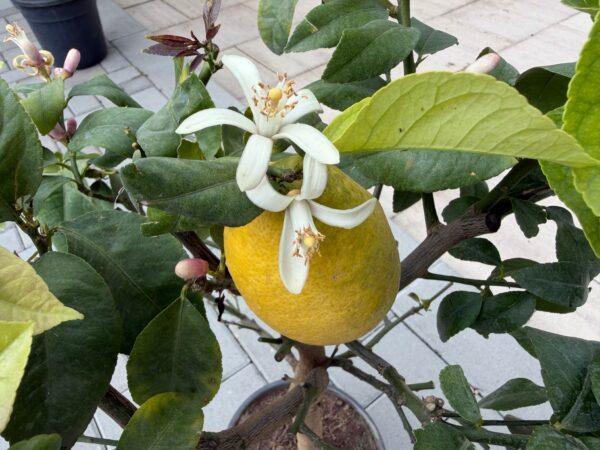 Citrus lemon meyer h=80 - 90 cm