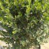 Buxus sempervirens (šimšir)