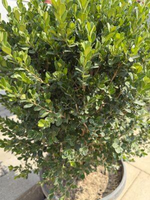 Buxus sempervirens (šimšir)
