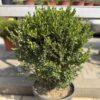 Buxus sempervirens (šimšir)