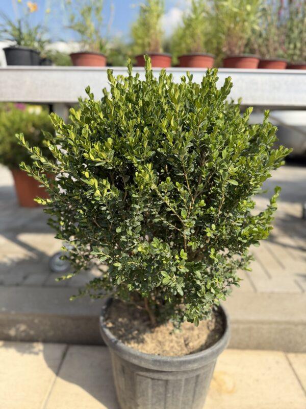 Buxus sempervirens (šimšir)