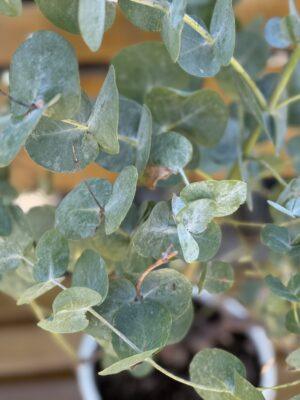 Eucaliptus gunni (eukaliptus)