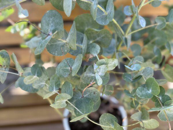 Eucaliptus gunni (eukaliptus)