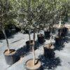 Olea europea Leccino-maslina na štapu h160 - 190 cm