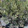 Olea europea Leccino-maslina na štapu
