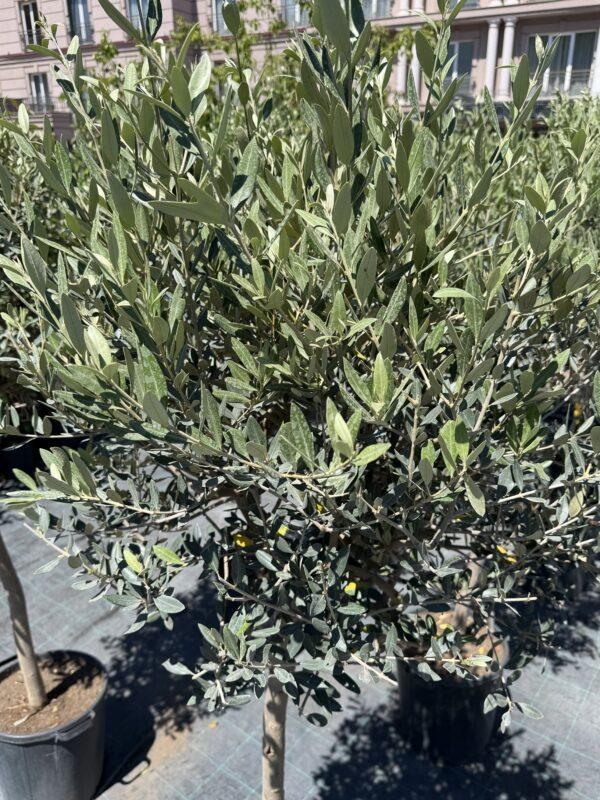 Olea europea Leccino-maslina na štapu