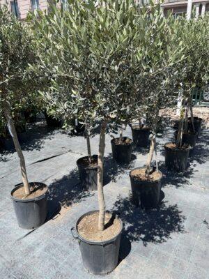 Olea europea Leccino-maslina na štapu h160 - 190 cm
