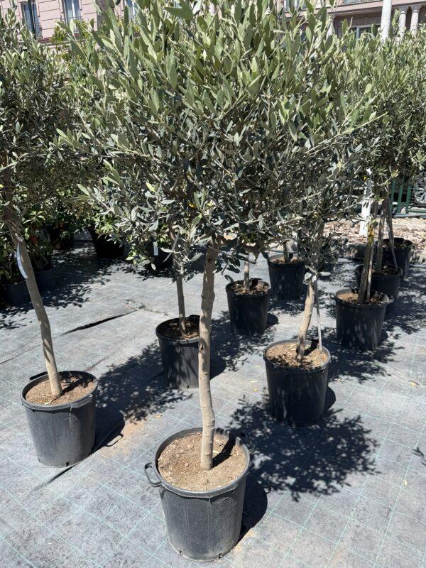 Olea europea Leccino-maslina na štapu h160 - 190 cm