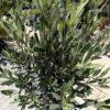 Olea europea Leccino-maslina na štapu