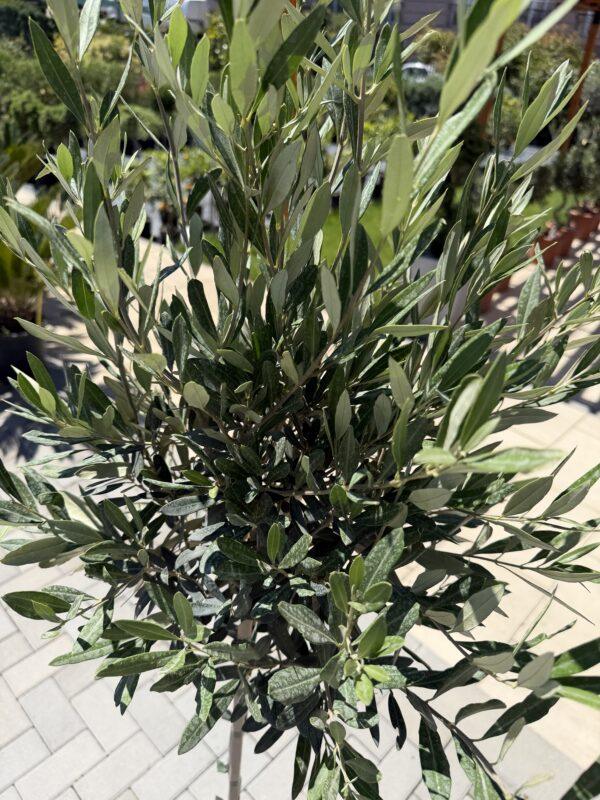 Olea europea Leccino-maslina na štapu