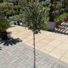 Olea europea Leccino-maslina na štapu h140 - 170 cm