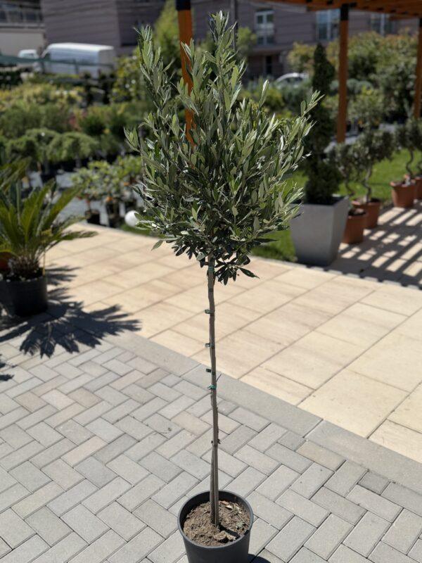Olea europea Leccino-maslina na štapu h140 - 170 cm