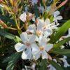 Nerium Oleander na štapu
