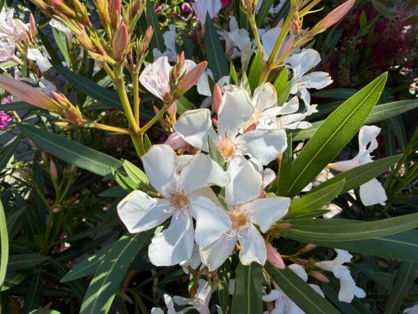 Nerium Oleander na štapu
