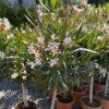 Nerium Oleander na štapu